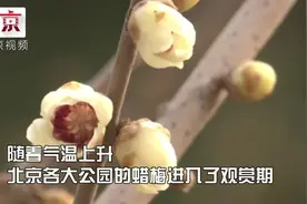 颐和园、玉渊潭的蜡梅花儿开好了！等你来赏！视频封面
