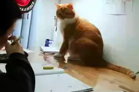 橘猫看着小主人写作业,不听话就打一巴掌，主人都要崩溃了！视频封面