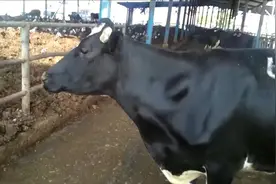 母牛呼唤小牛的时候声音非常特别