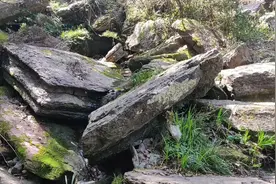 唐医生上山挖野生菖蒲，又叫水蜡烛！能治很多病，你那里有吗？