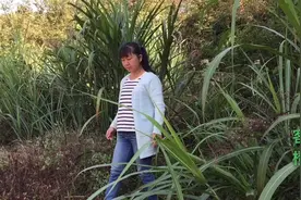 橙子姐老公在田间干活扭伤了腰，橙子姐在山间拔了野菜好好补一下