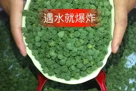 三七花尿酸糖尿病的克星视频封面