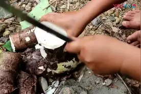 野外生存，大姐油炸野生芋头，第一次觉得芋头可以这么好吃