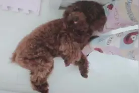 主人叫狗狗回狗笼睡觉，狗狗马上趴在主人的脚上一动不动，太逗了视频封面