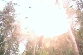 姜子牙被妲己三姐妹万剑穿身，死后终于现出原形，竟变成了这样视频封面