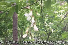 自从学会洋槐花这吃法，每年春天都会吃，太香了，元气美食大PK视频封面