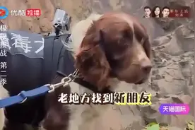 柴犬太像黄渤，披大衣戴墨镜！孙红雷哈哈大笑直不起腰视频封面