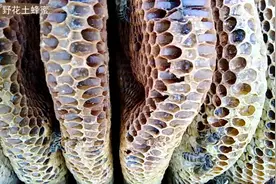 一年以上的蜂蜜很难得，两年以上的老蜂巢蜜更是少见视频封面