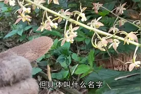 小伙挖笋竟有意外收获，发现几株稀有兰花品种，会很名贵很值钱吗视频封面
