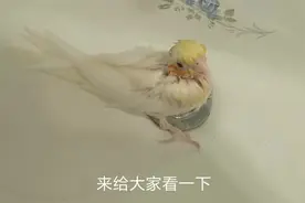 玄凤鹦鹉幼鸟泡澡，洗白白，洗完后身上很香。