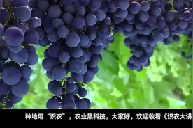 膨大素到底是什么，能不能使用？谁来解答农民疑惑？视频封面