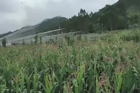 连栋薄膜温室大棚是怎样建造的视频封面