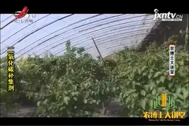 补集剂2：二氧化碳补集剂能增强光合作用，促进根系的发达视频封面