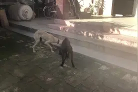 中华纯种细犬，古老品种速度快，“狗撵兔”的活动就是因为它而生视频封面