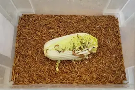 5000只小虫子狂啃娃娃菜，原始视频8分钟，我提速了10倍视频封面