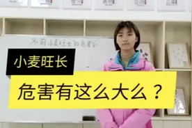 农民问：小麦旺长危害有这么大么？你可别不信，还真有！视频封面