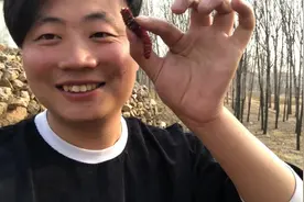 杨树花好看也好吃，看我们这边怎么做的。
