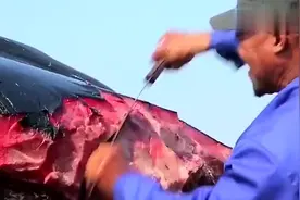 分食：蓝鲸搁浅，村们疯狂抢肉，场面震撼