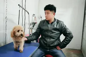 店主讲述迷你大泰迪的缺点，告诉你如何结尾！视频封面