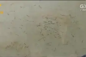 广西报告75例登革热，高发期一定要警惕“三红三痛”