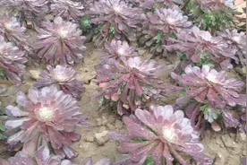 很多人养的法师多肉不爆侧芽，听刚哥怎么说砍头和爆头的问题！视频封面