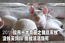 2019股市十大奇葩之雏鹰农牧：没钱买饲料 猪被活活饿死视频封面