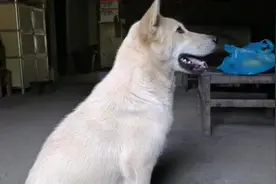 中华田园犬，爱吃香蕉却不会抢主人手上的，一定要放到地上才肯吃