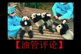 【油管评论】国外拍的熊猫纪录。外国网友看后纷纷萌化了！视频封面