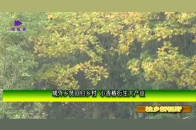 香椿就要种植矮香椿，先进管理技术3要素，你只要学会就能赚大钱视频封面