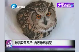 我是谁？我在哪儿？雕鸮咬死鸽子，自己难逃鸽笼视频封面