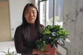 你会种植栀子花了，那么你知道怎么修剪吗，怪不得你家的那么难看视频封面