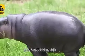 农场主养河马当宠物，却被河马夺了命，上演了真实的农夫与蛇