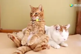 一到下午就昏昏欲睡的2只喵星人，养成了午睡的好习惯