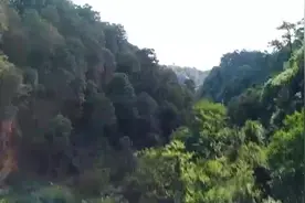 【第一军视】神出鬼没！侦察兵深山密林展开敌后渗透演练视频封面