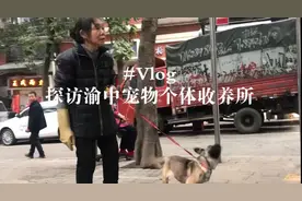 Vlog：30多年来重庆老太刀下救狗，让五百多条流浪狗不再流浪