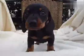 好可爱的短毛腊肠犬宝宝，这小短腿大耳朵简直要萌化我的心