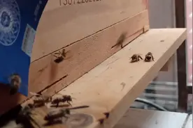 知道蜜蜂回巢抖身体是什么意思吗？看完视频你就知道有多恐怖了！