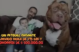 约80公斤重的巨型比特犬，超过大多数成年男性的体重了吧视频封面