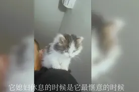 从小被媳妇带大，媳妇没事就揍它，长大了就是不一样，听话！