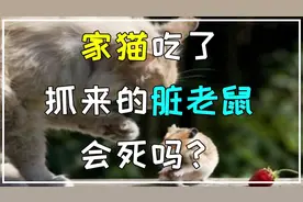 家猫吃了抓来的脏老鼠，会死吗视频封面