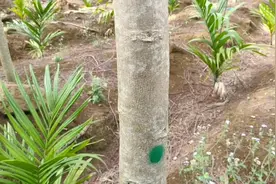 海南农民种凤凰风景树，管理少一年可以卖50块钱一棵，这次赚大了视频封面