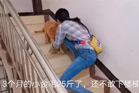 3个月小金毛25斤重了还不敢下楼梯，每次出门都要女主人抱下去视频封面
