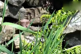 把黄鼠狼当宠物养,我印象中的黄大仙怎么这样了,竟还会撒娇视频封面