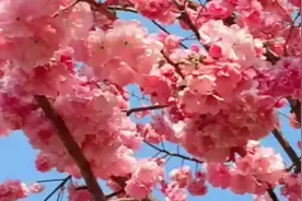 五妹 风云《再叫一声亲爱的》，让我为你唱首歌视频封面