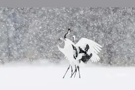 唯美音画 空灵飘渺《雪境》中国新世纪音乐 作曲：平远