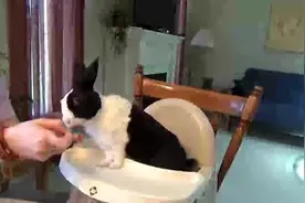 小兔子第一次吃香蕉，一脸满足超可爱，网友：幸福其实很简单！