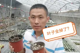 桃蛋艾伦等多肉叶子全掉还能活吗？多肉真的容易黑腐吗？