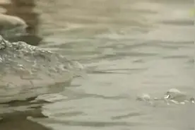 母女俩从此相依为命，生活恢复了平静。视频封面