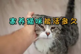 家养猫咪能活多久？视频封面