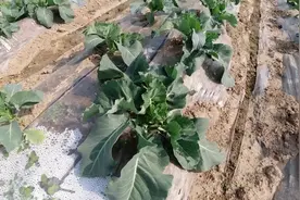 这样种甘蓝高产很难，春季要掌握2个技巧，个大产量高视频封面